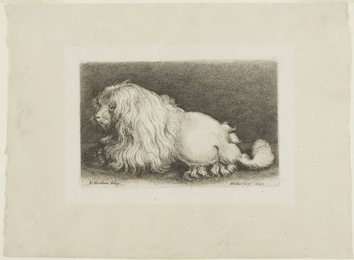 White Dog