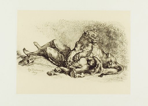 Lioness Tearing at the Chest of an Arab