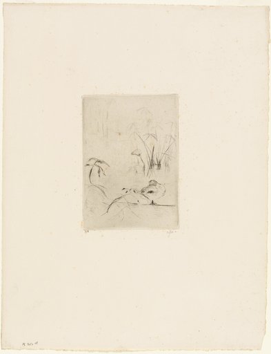 The Duck
