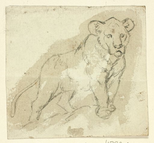 Five Sketches of Lions: Standing Cub