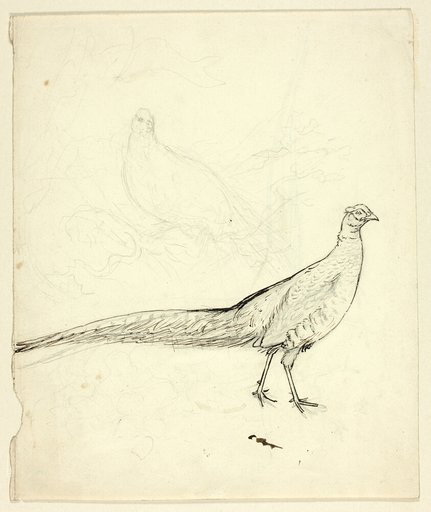 Two Sketches of Pheasant (recto); Sketch of Pheasants and Female Nude (verso)