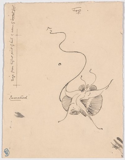 Butterfly "Encountered" (recto); Sketch for Tailpiece (verso)