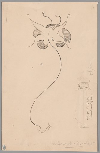 Butterfly (recto); Study of Butterfly (verso)