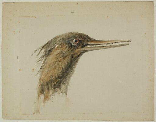 Merganser