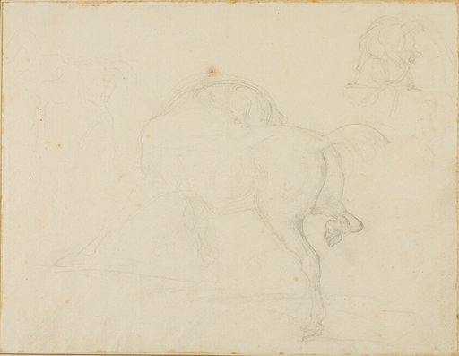 Study of a Horse Turning Its Head and Raising His Hind Leg