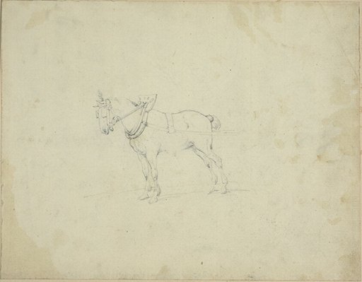 Draught Horse
