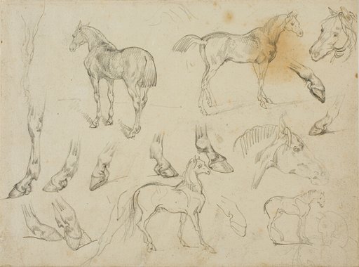 Sketches of a Horse