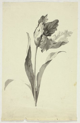 Tulip