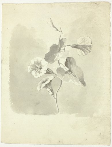 Morning Glories