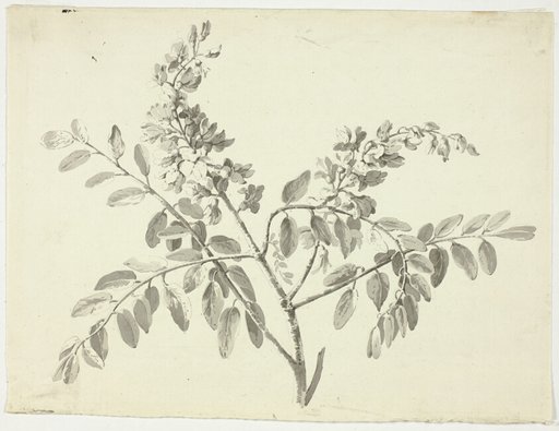 The Flowering Branch