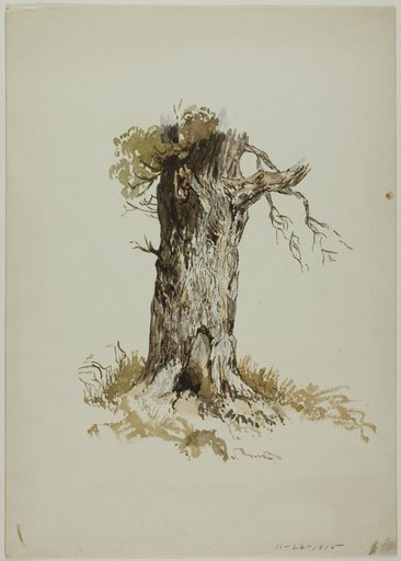 Old Tree Trunk (recto); Old Tree Trunk (verso)