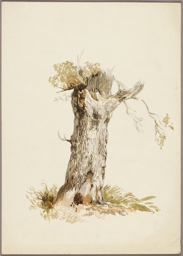 Tree Trunk I
