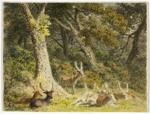 Deer Herd Resting