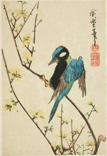 Java sparrow on cherry branch