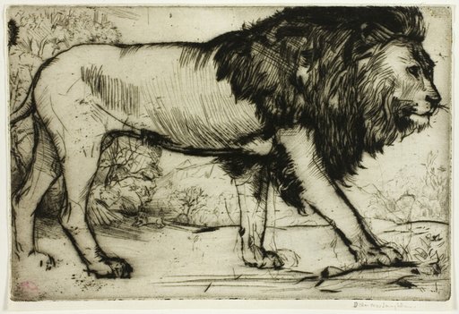 A Lion