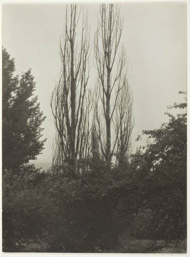 Poplars - Lake George