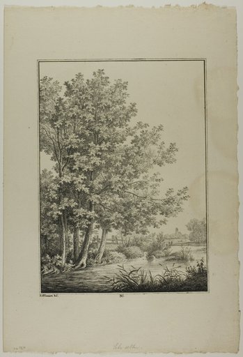 Plate 30 from Blatt Baum und Landschafts Studien