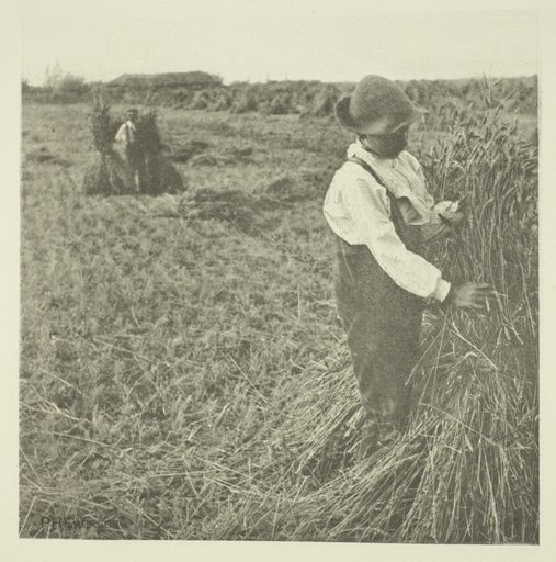 Shocking Corn (Norfolk)
