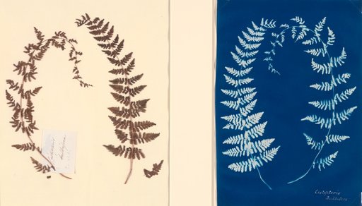 Untitled (Fern Study), c. 1850, from the Hatton Fern Album