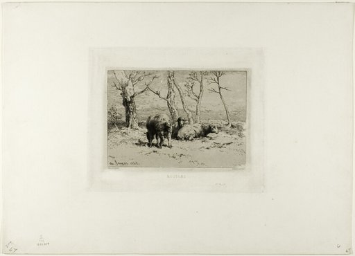 Sheep