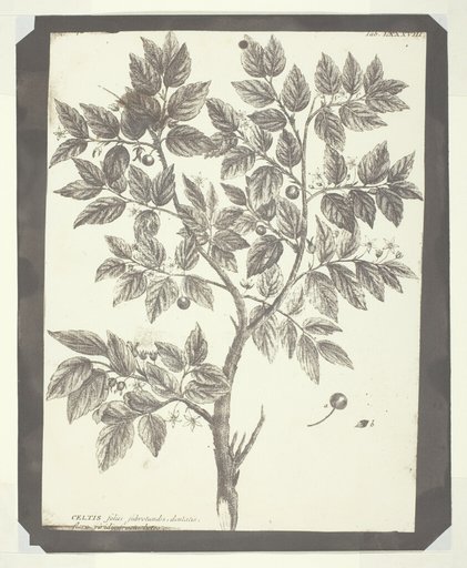 Copy of Botanical Engraving of "Celtis"