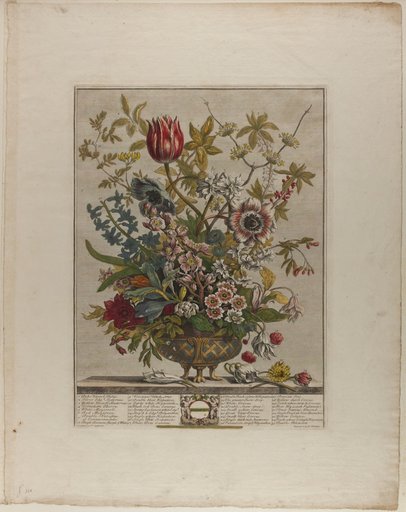February, from Twelve Months of Flowers