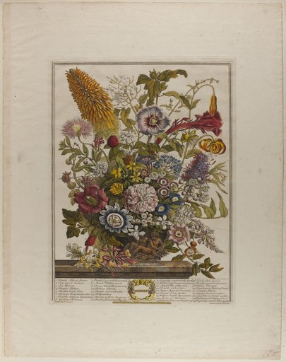 August, from Twelve Months of Flowers