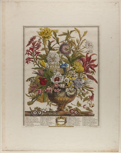 September, from Twelve Months of Flowers