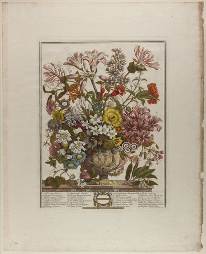 October, from Twelve Months of Flowers