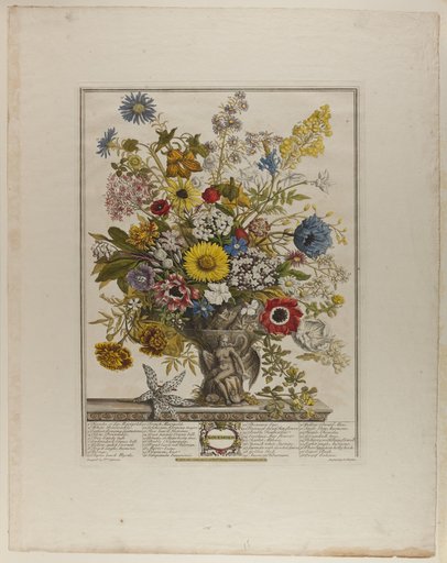November, from Twelve Months of Flowers
