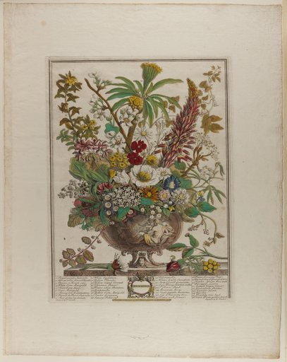 December, from Twelve Months of Flowers
