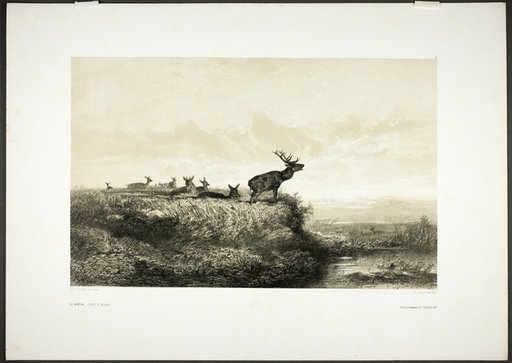 The Morning: Stags and Does