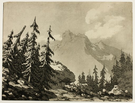 Pine Trees in the Mountains