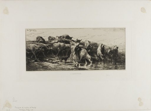 Cows Drinking