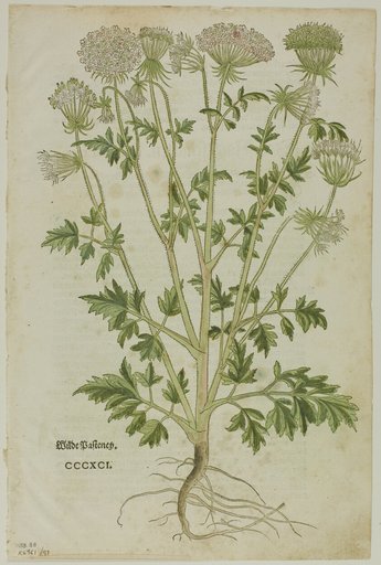 Leaf from New Kreuterbuch by Leonhart Fuchs, plate 97 from Woodcuts from Books of the XVI Century