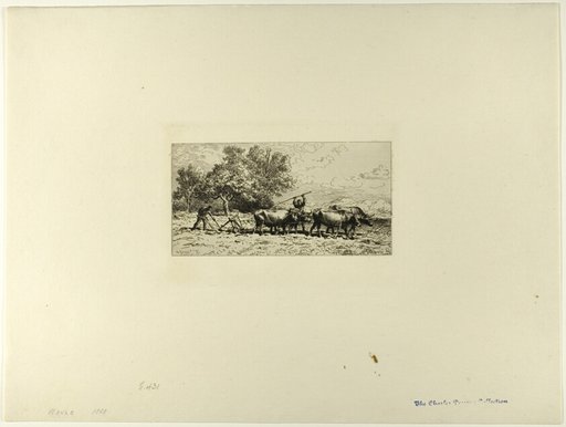 Team of Oxen