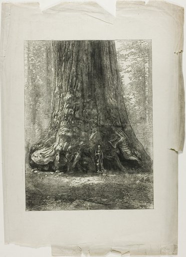 Twisted Trees