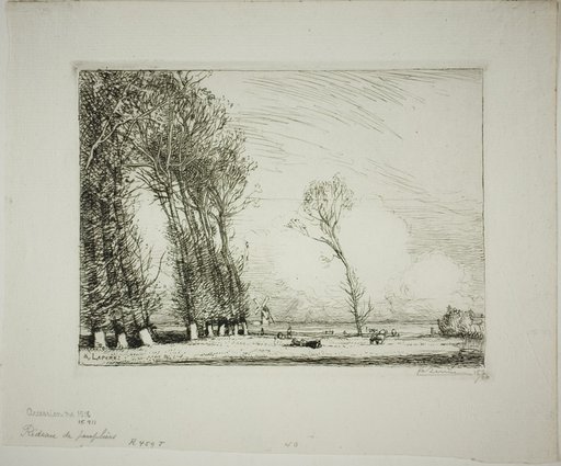 Screen of Poplars
