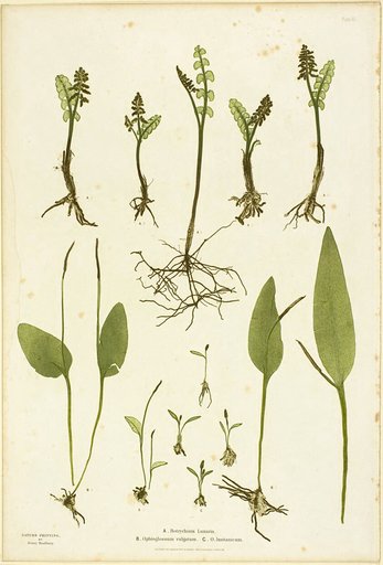 Nature Print of Moonwort and Adder's Tongue Ferns, plate 51 from The Ferns of Great Britain and Ireland