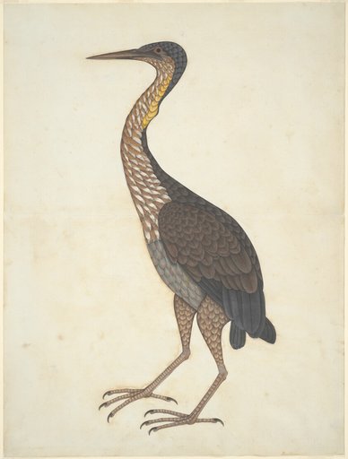 Purple Heron (Ardea purpurea)