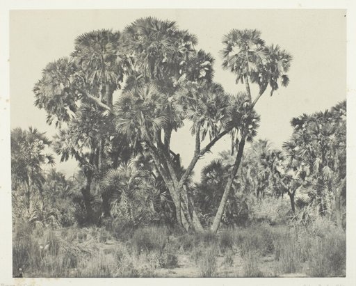 Palmiers Doums, Haute-Egypte, plate 22 from the album "Egypte, Nubie, Palestine et Syrie" (1852)