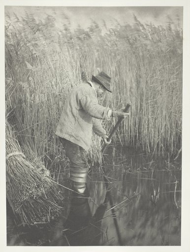 A Reed-Cutter at Work
