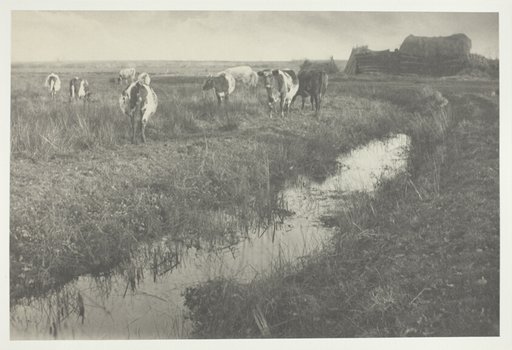 Cattle on the Marshes