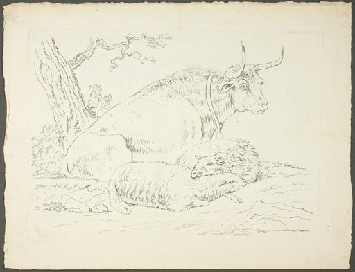 A Bull and Two Sheep
