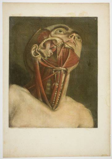 Neck Muscles, plate three from Complete musculature in Natural Size and Color
