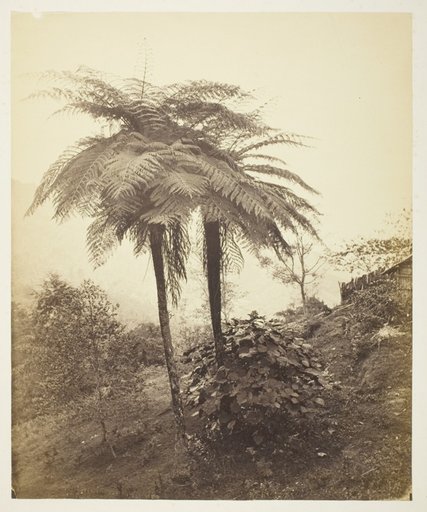 The Tree Fern, Prize Photo