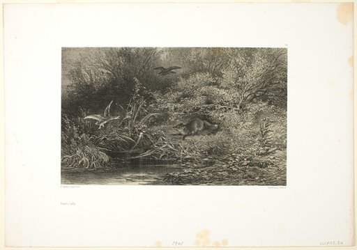 Fox on the Prowl