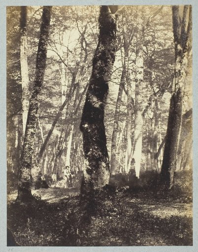 Study in the Barbizon Forest