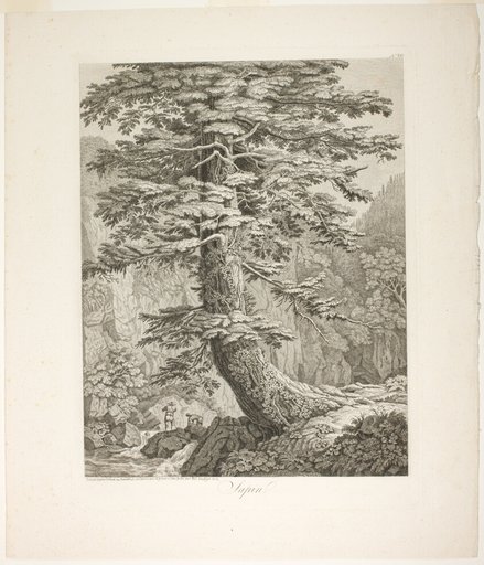 Fir Tree