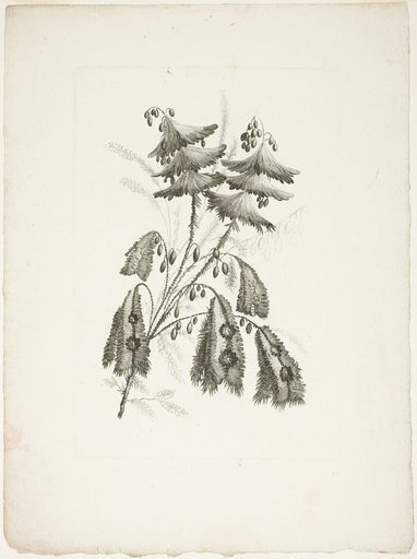 Bouquet, from Collection of New Flowers of Taste for the Manufacture of Persian Cloth, Invented and Drawn by Jean Pillement